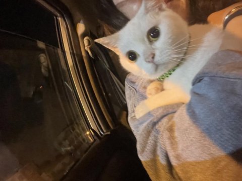 Çok akıllı bir british shorthair