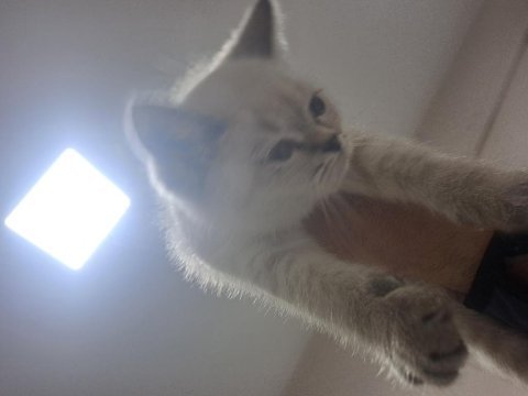 Minik british shorthair