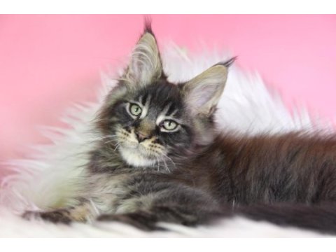 Üst kaliteli maine coon erkek orman rengi