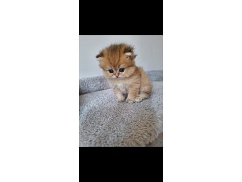 Ny11 dişi british longhair