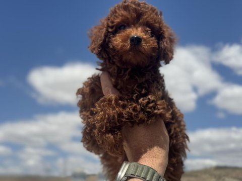 Show kalite redbrown toy poodle yavrularımız