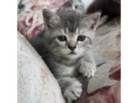 Scottish fold british shorthair yavrular