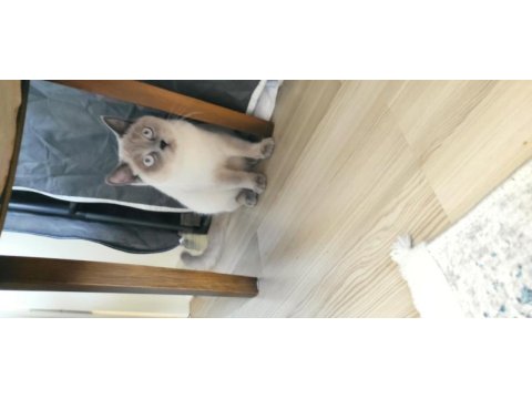 Sahiplendirme british shorthair 1 yaşında