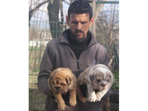 Üst düzey ingiliz buldog yavrular