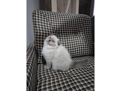 Sağlık ve ırk garantili bebek scottish fold