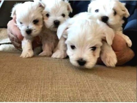 A kalite maltese bebeklerimiz