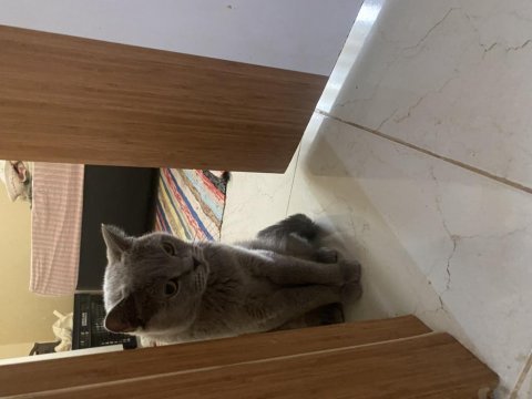 Uysal oyuncu british shorthai kızımız yeni sahibini bekliyor