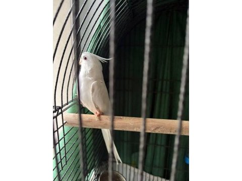 Sultan papağanı erkek
