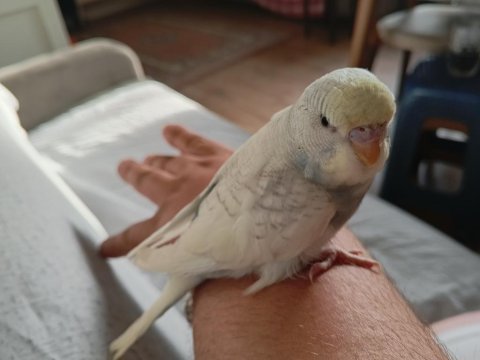 Ele alışık sağlıklı yavru 2 adet muhabbet kuşu