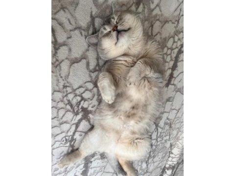 Ücretsiz british shorthair kedimiz
