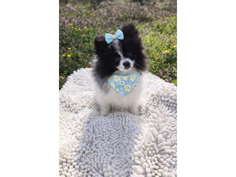 Dişi panda pomeranian boo