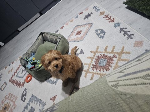 4 aylık maltipoo