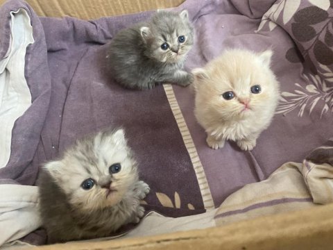 İran kedisi yavru bebeklerimize yuva arıyoruz