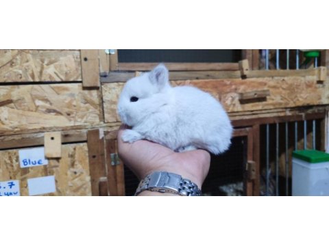 Cüce tavşan ( netharlend dwarf)