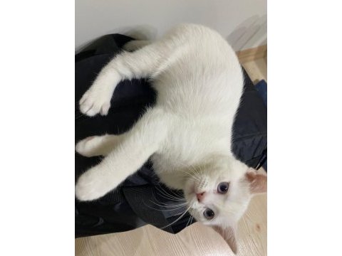 Beyaz tüylü mavi gözlü british shorthair