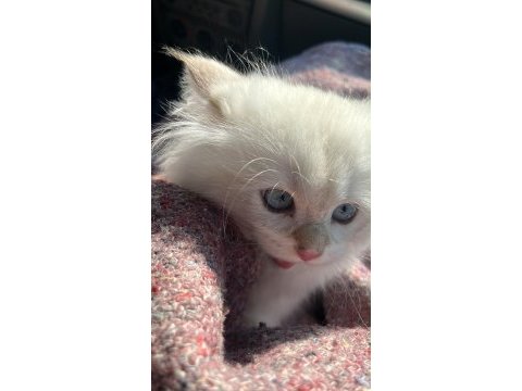 Dünya tatlısı 2.5 aylık yavru british longhair