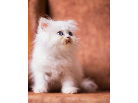 British longhair şecereli