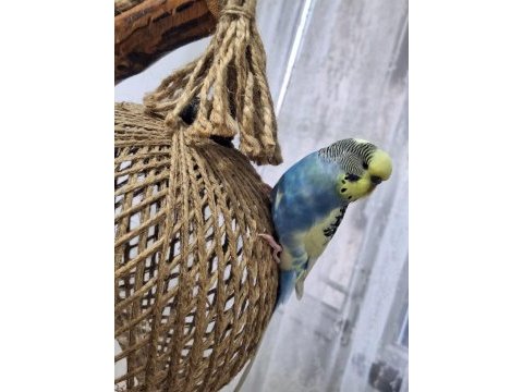 Yaşında kızgın rainbow erkek muhabbet kuşu