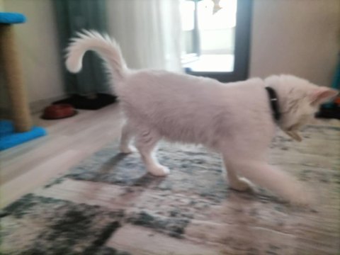 Ankara kedisi