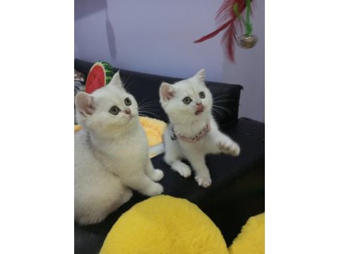 Silver chinchilla rengi safkan son kalan yavrumuz