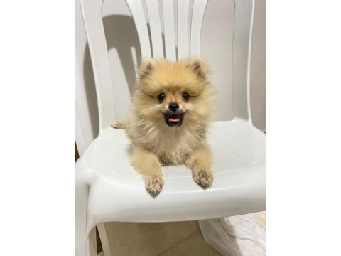2 aylık pomeranian boo