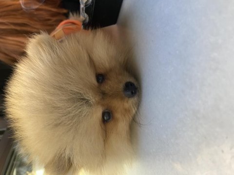 Pomeranian boo