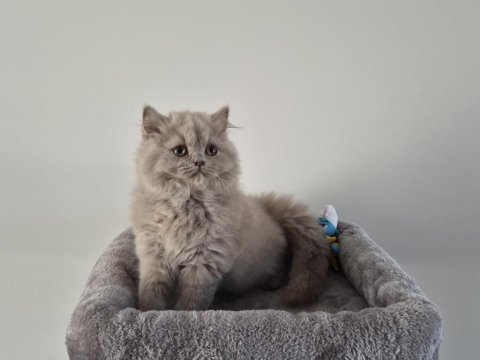 Safkan ve 5 kuşak şecereli british longhair bebekler
