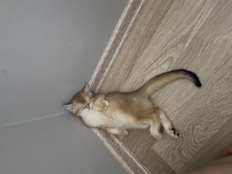 British shorthair yavrumuz için ulaşın