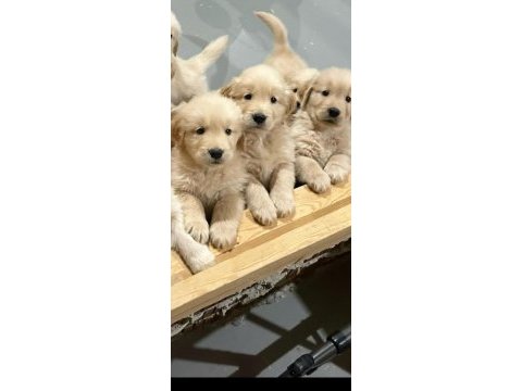 A kalite golden retriever
