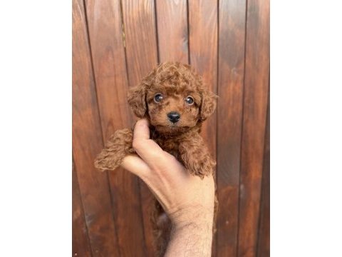 Dark brown kore yavrular