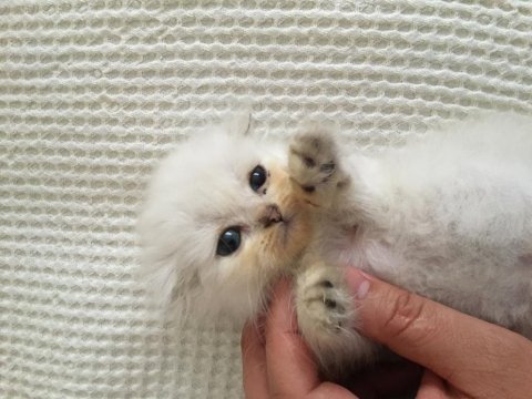 2.5 aylık scottish fold longhair