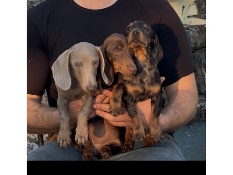 Aşıları bitmiş tuvalet eğitimli sosis dachshund yavrular