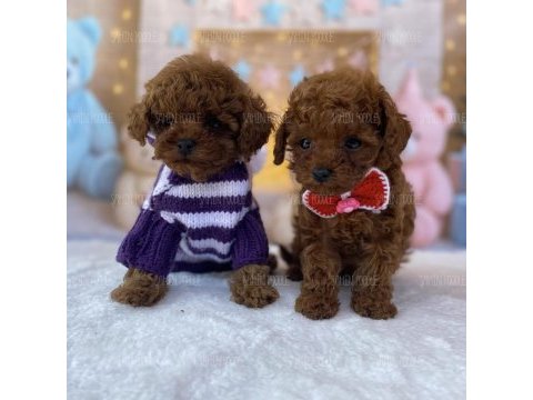 Toy poodle köpeği yavrular