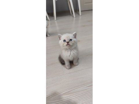 Sağlık garantili safkan kediler