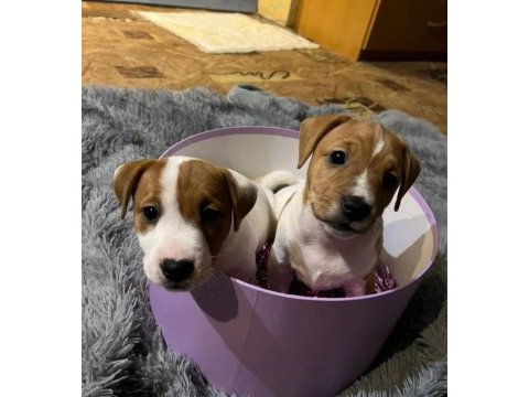 Çok zeki jack russell çocuklar