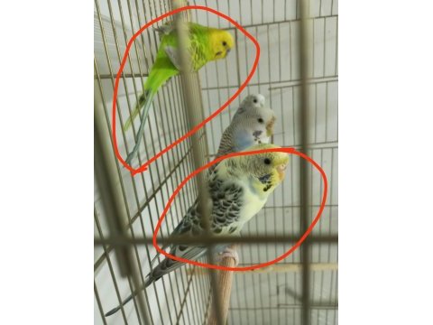 Çift muhabbet kuşu açıklamayı okuyunuz