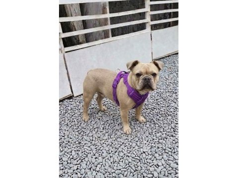 Kurulu düzen damızlık french bulldoglar