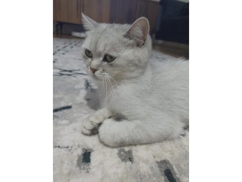 British shorthair kısır dişi