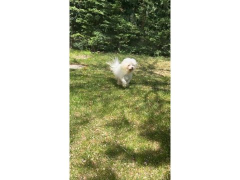 1 yaşında erkek maltese terrier yeni yuvasını arıyor