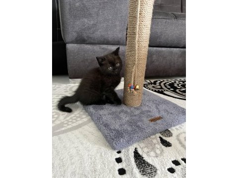British shorthair