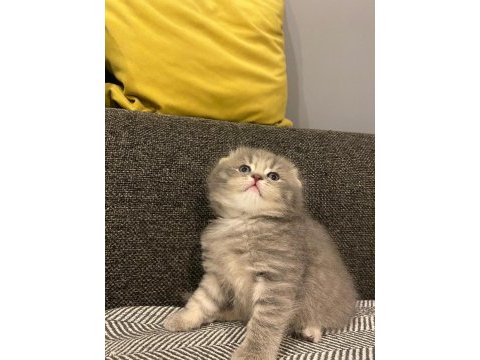 1 aylık scottish fold bebekler