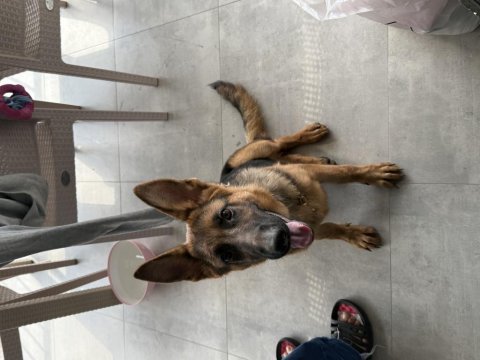 4 aylık a kalite orjinal düşük bel alman kurdu