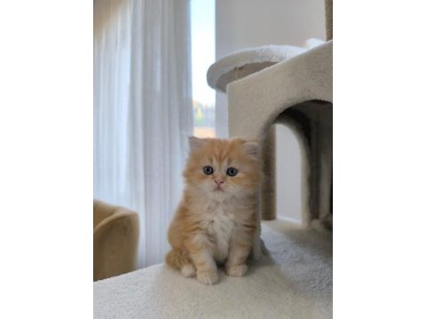 Golden british longhair yavrularımız