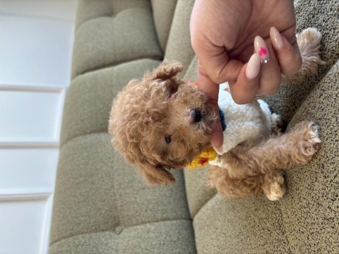 Minik maltipoo yavrum dobby
