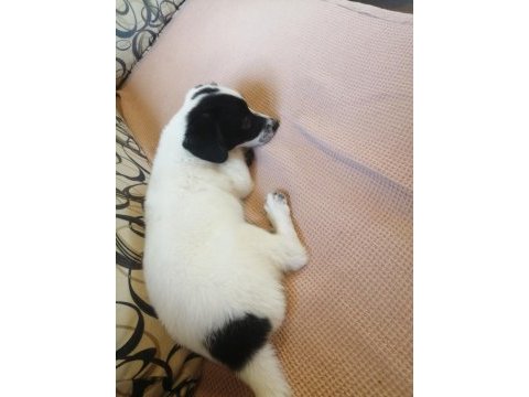 Jack russell uzun bacak