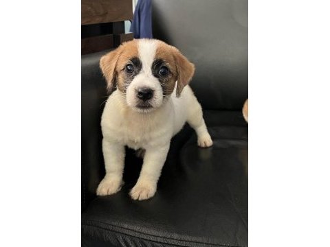Jack russell terrier erkek