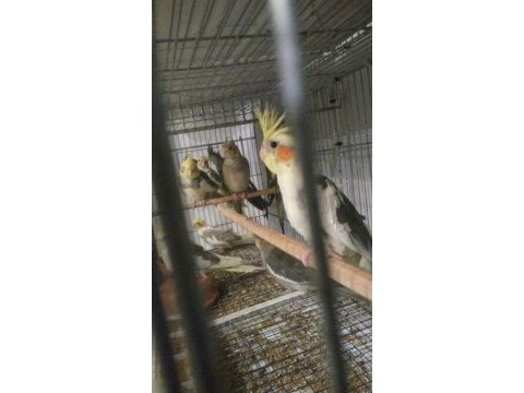 Selamün aleyküm yeni yeme düşmüş sultan yavrular