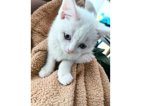 2 aylık british shorthair odd eyes