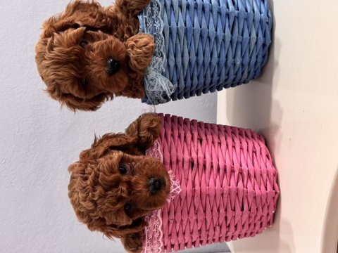 Toy poodle 50 günlük