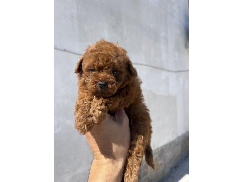 Toy poodle safkan yavrular